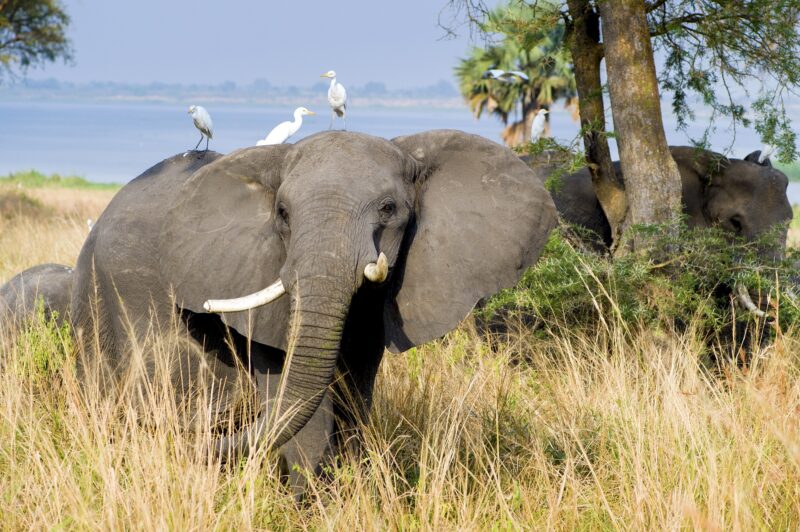 Best of Western Uganda Safari