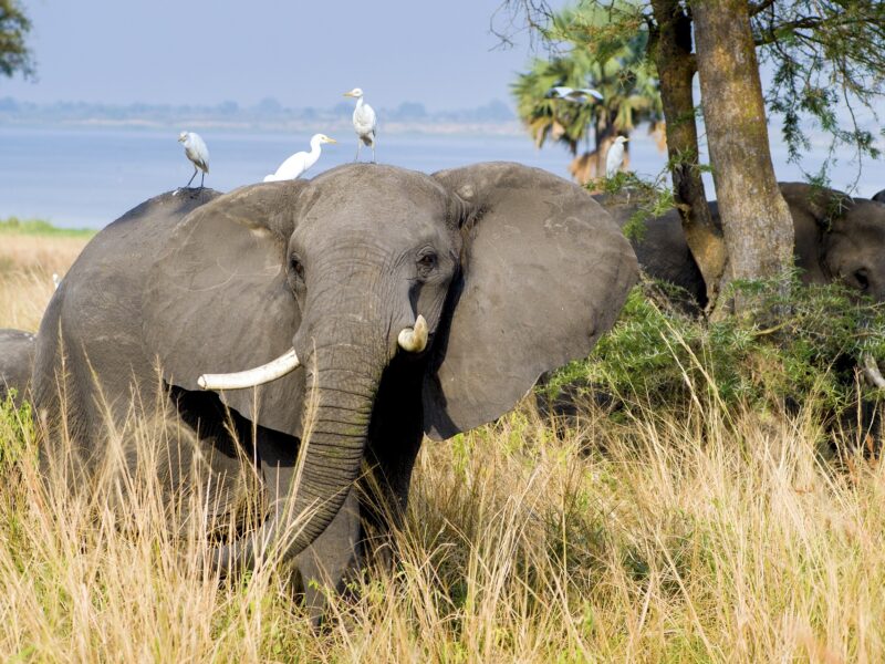 Best of Western Uganda Safari