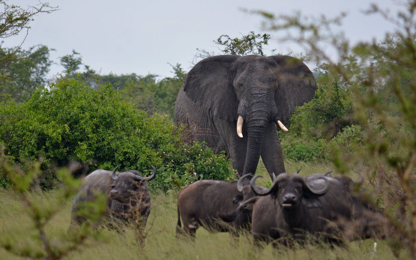 Kenya National Parks