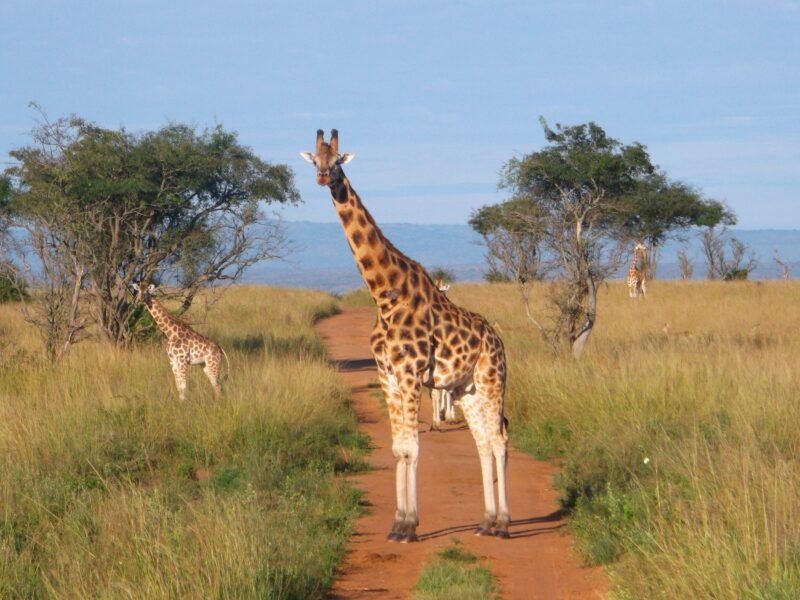 9 Days Uganda Luxury Safari