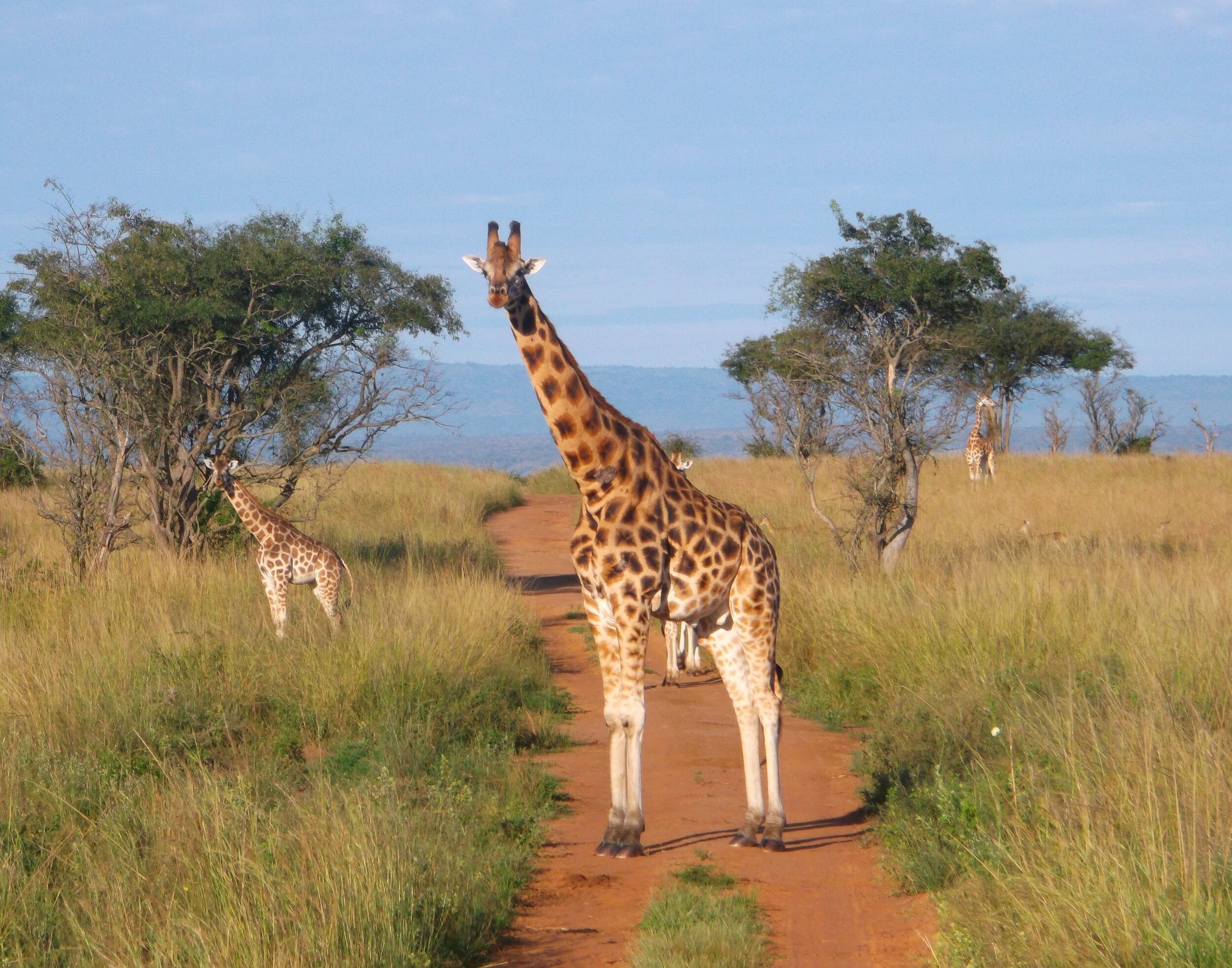 Uganda National Parks