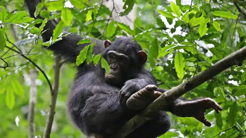 3-Day Rwanda Chimpanzee Tracking Safari