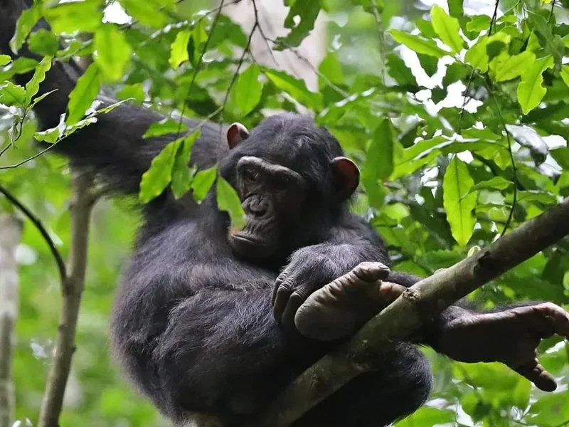 3-Day Rwanda Chimpanzee Tracking Safari