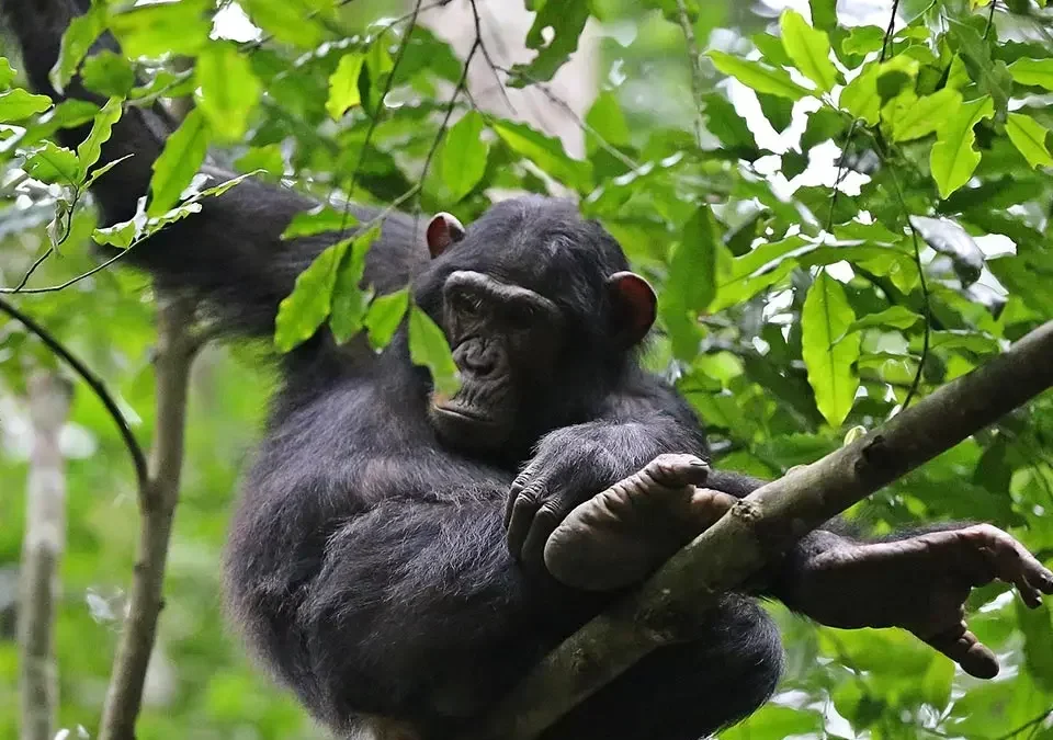 3-Day Rwanda Chimpanzee Tracking Safari