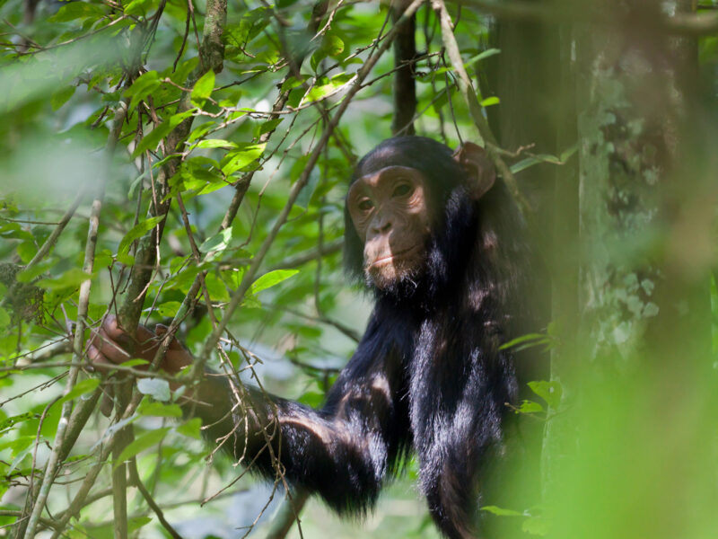 7-Day Discover Rwanda Primates