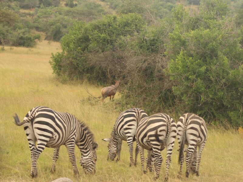 4-Day Uganda Adventure Safari