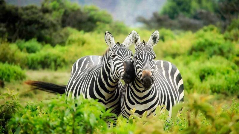 Lake Mburo Wildlife Safari 1