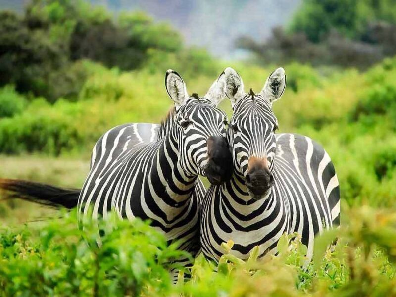 Lake Mburo Wildlife Safari 1