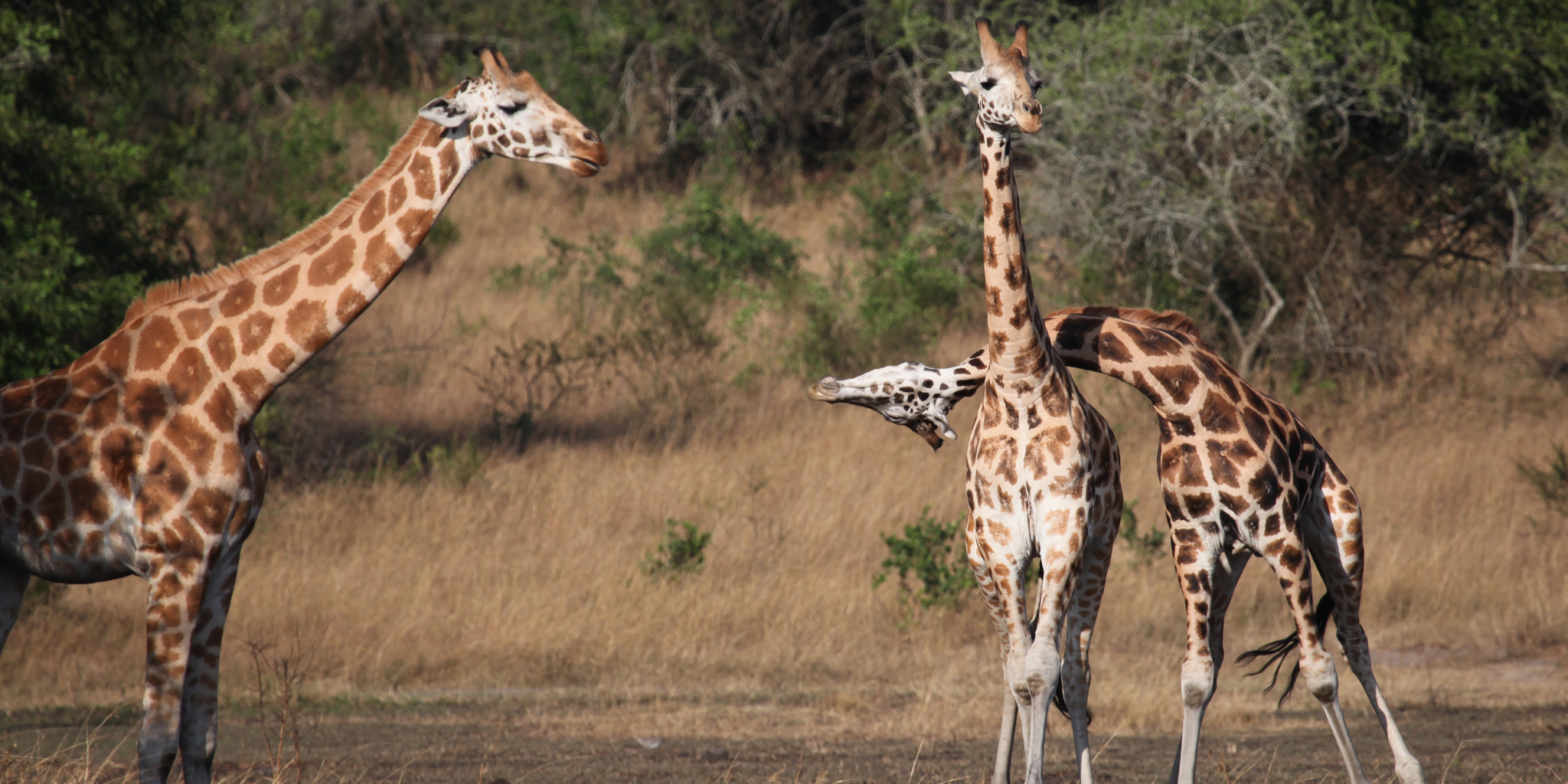 4-Day Luxury Uganda Safari