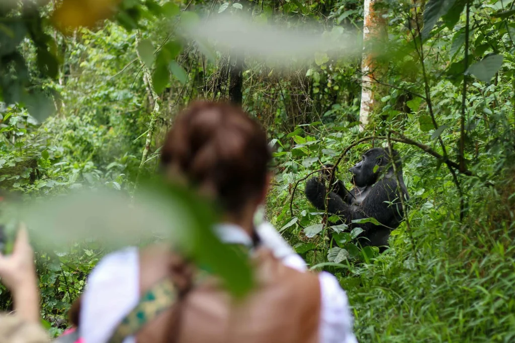 1-Day Uganda Gorilla Trekking