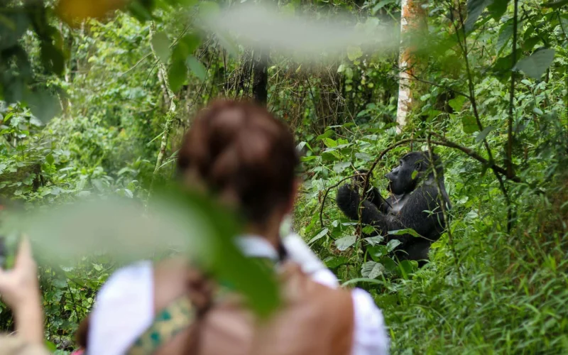 1-Day Uganda Gorilla Trekking