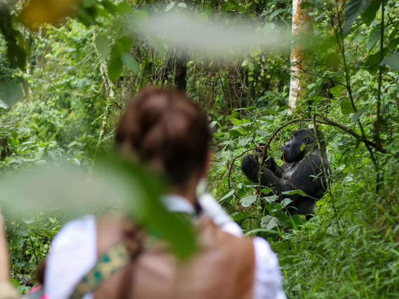 1-Day Uganda Gorilla Trekking