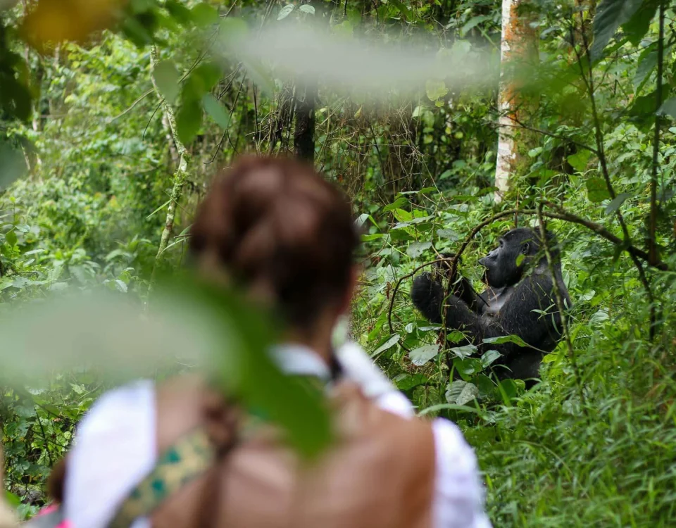 1-Day Uganda Gorilla Trekking