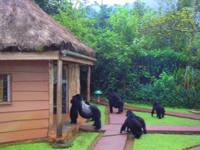 3-Day Bwindi Gorilla Trekking