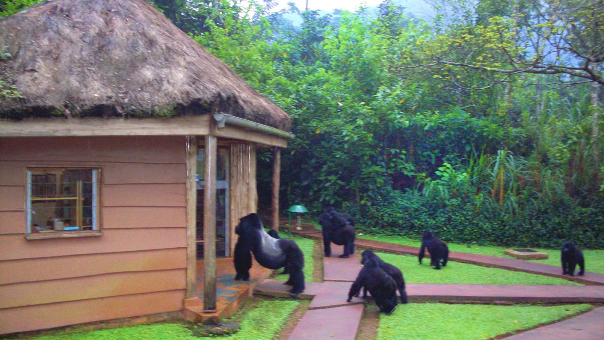 3-Day Bwindi Gorilla Trekking