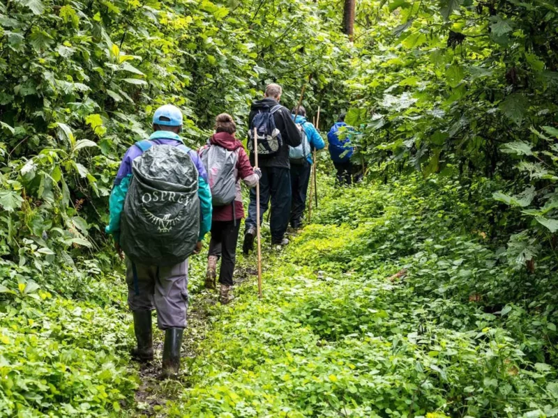 1-Day Uganda Gorilla Trekking