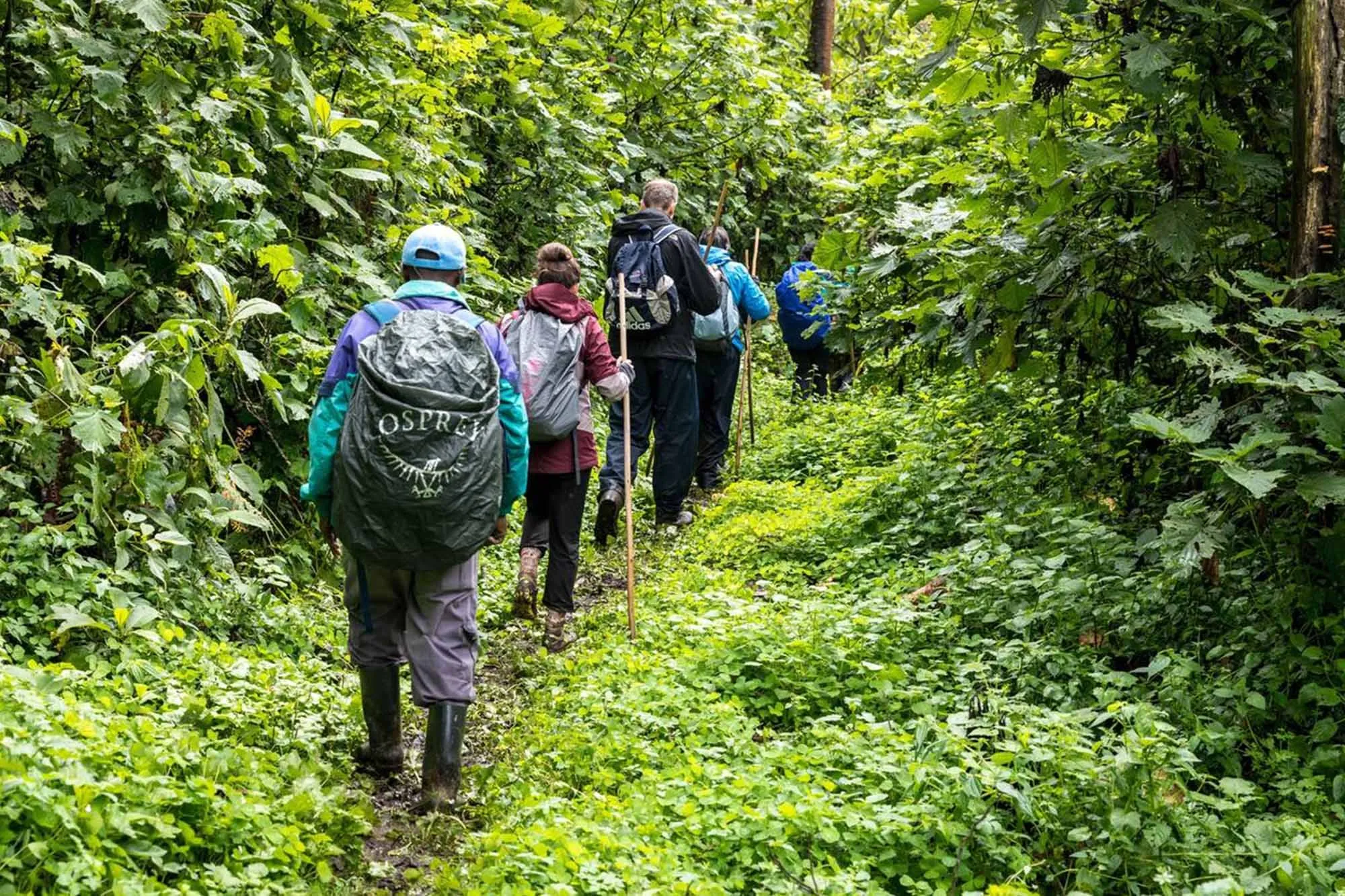 1-Day Uganda Gorilla Trekking