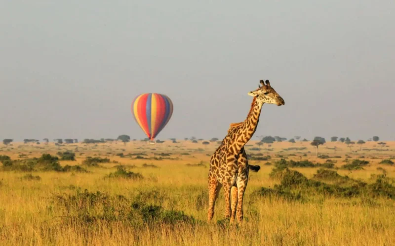 Rwanda Kenya Mid-Range Safari