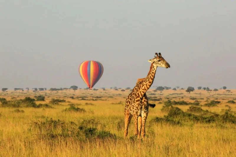 Rwanda Kenya Mid-Range Safari