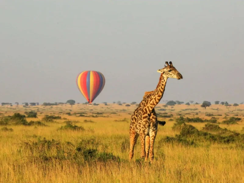 Rwanda Kenya Mid-Range Safari