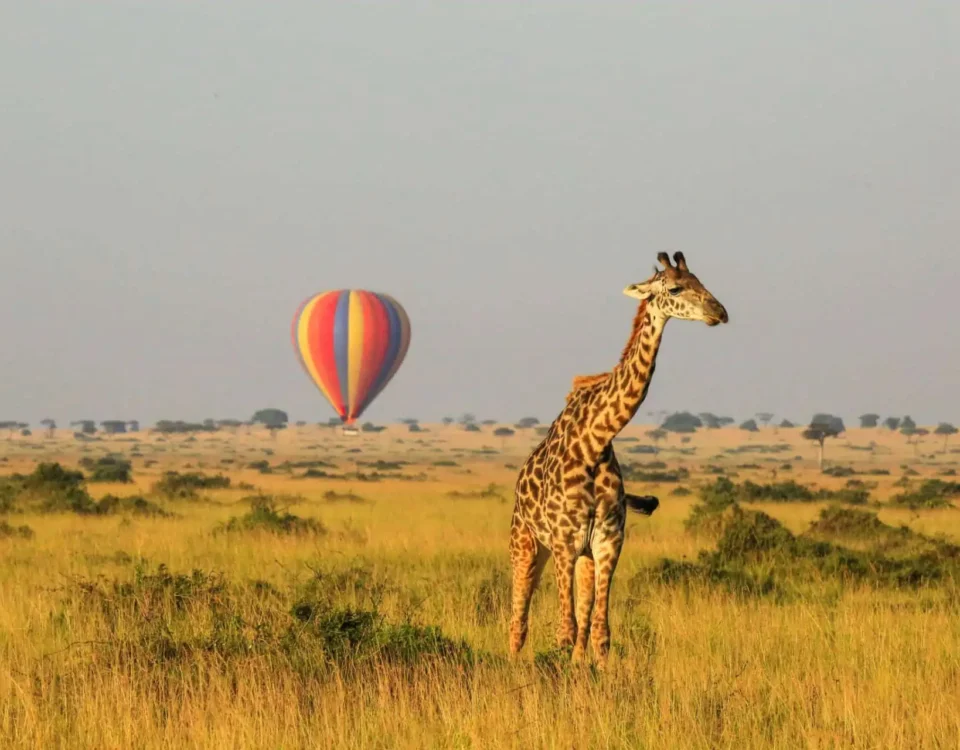 Rwanda Kenya Mid-Range Safari