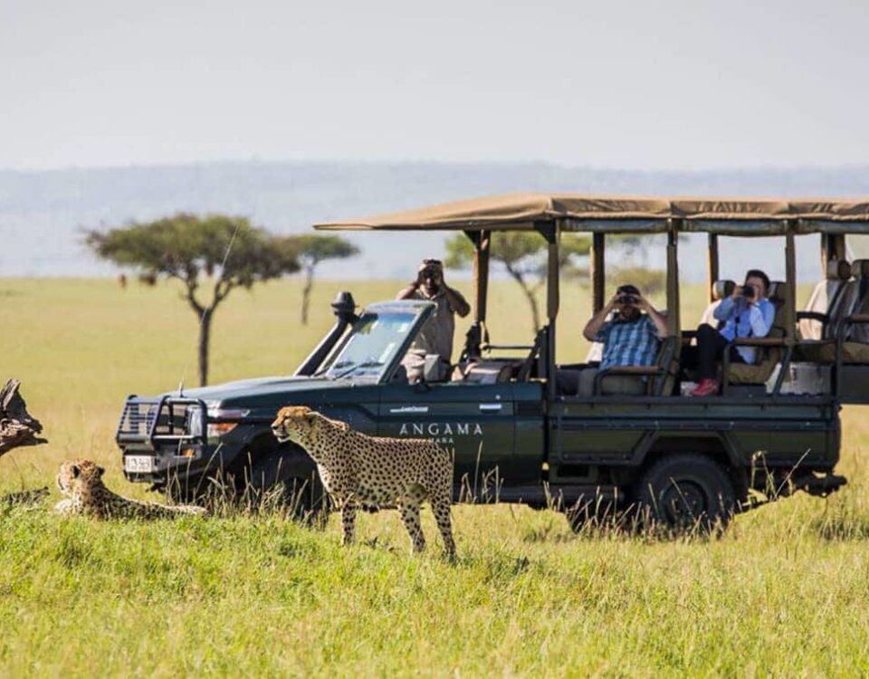 Game Drives Tour Experience