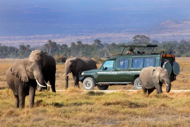 Kenya Safaris