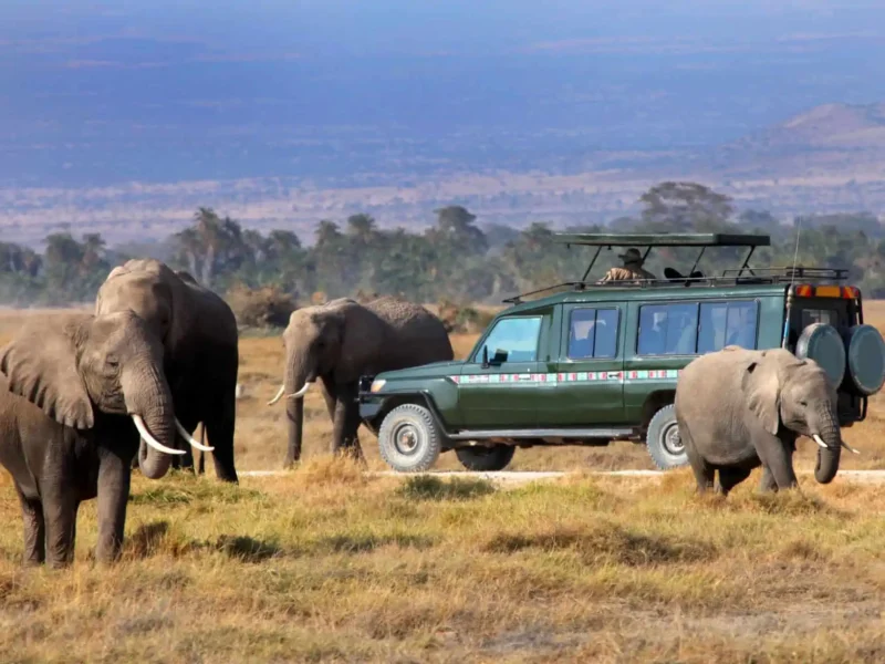 Kenya Safaris