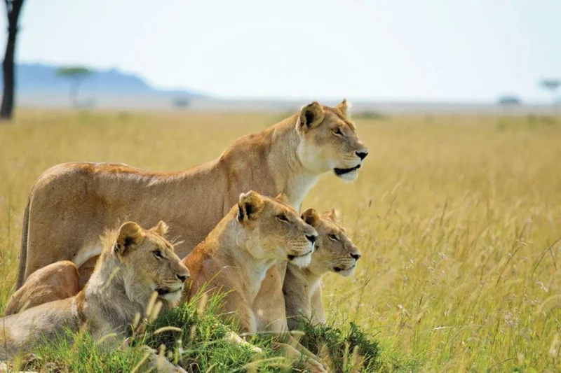 Tanzania Safaris