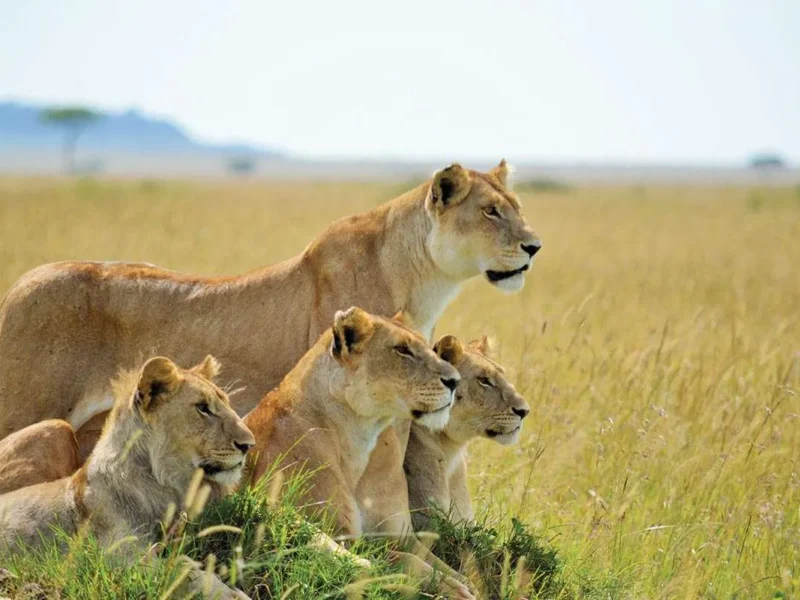 Tanzania Safaris