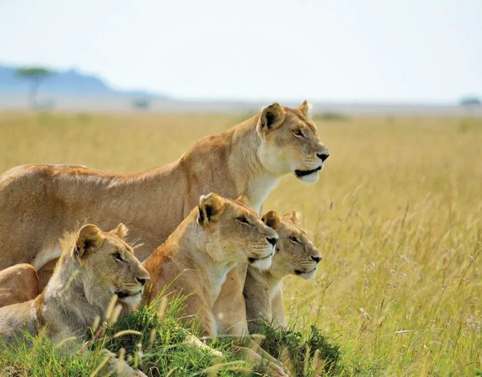 Tanzania Safaris