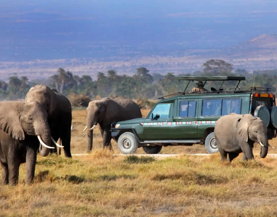 Kenya Safaris