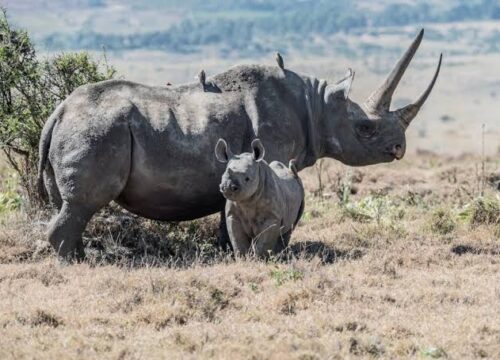 3 Day Akagera Big Five Safari in Rwanda