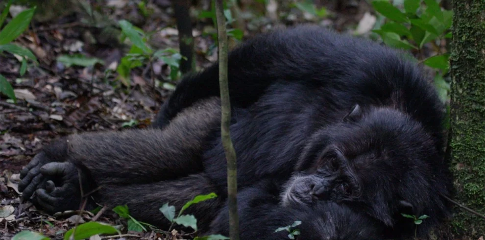 Wild chimpanzee in Budongo Forest near Murchison Falls National Park, Uganda