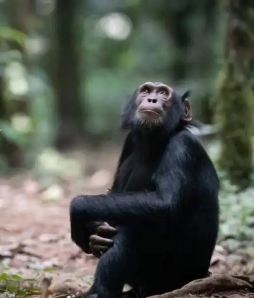 Chimpanzee Tracking