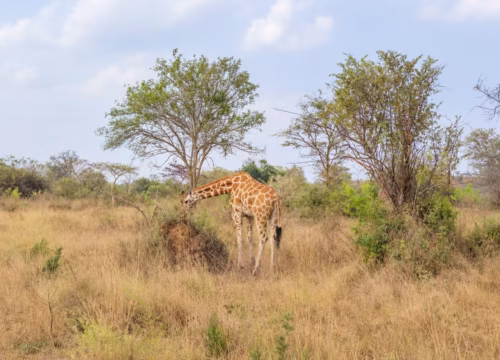 4 Day Lake Mburo and Lake Bunyonyi Safari