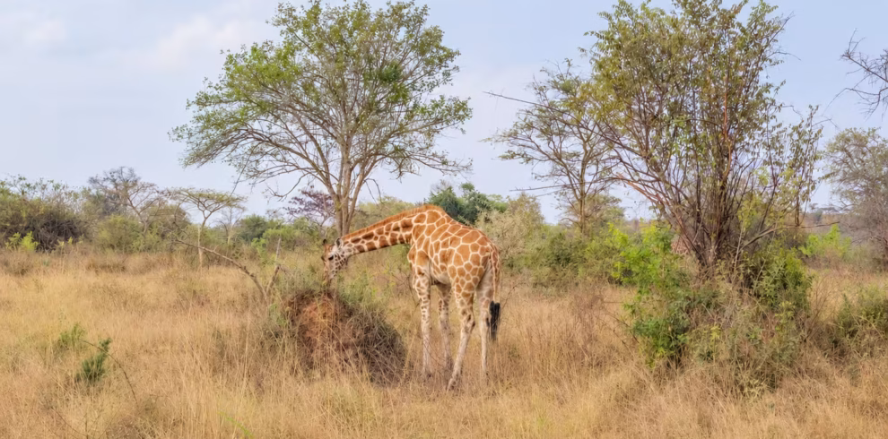 Giraffe feeding in Lake Mburo National Park
