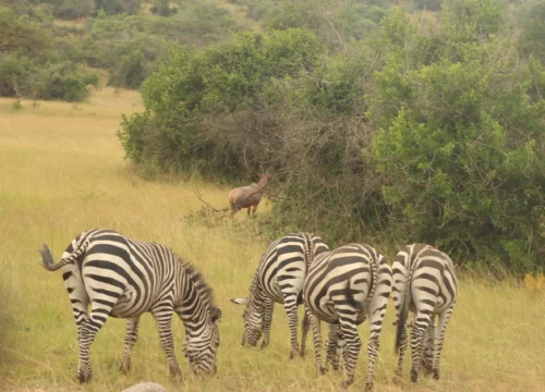 4-Day Luxury Uganda Safari to Kidepo Valley National Park – Exclusive Wilderness Experience