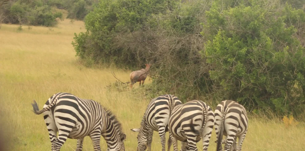 Plains zebra at Lake Mburo National Park on a Uganda wildlife safari