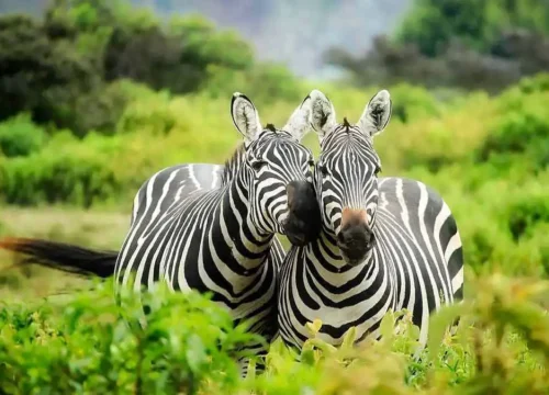 4-Day Lake Mburo & Lake Bunyonyi Safari in Uganda