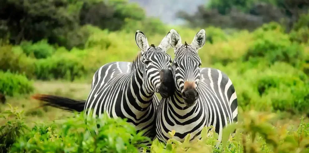 Game drive through Lake Mburo National Park grasslands, Uganda
