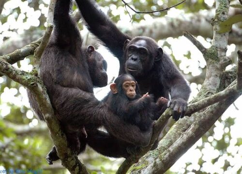 4 Day Nyungwe Chimpanzee Safari and Canopy Walk