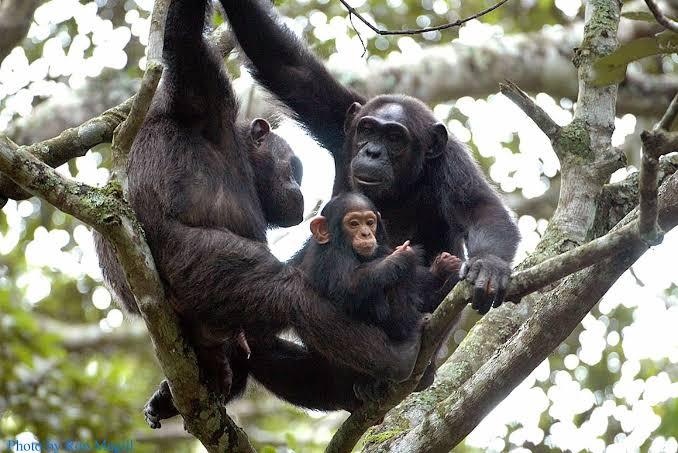 Nyungwe Chimpanzee Safari