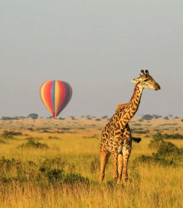 Wildlife on a Queen Elizabeth National Park game drive, Uganda