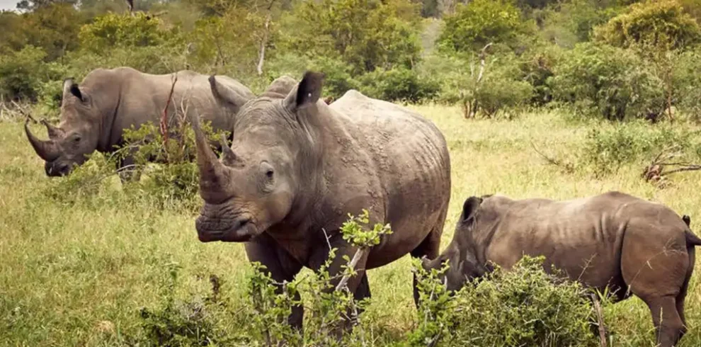 Tracking white rhinos on foot at Ziwa Rhino Sanctuary, Uganda