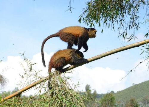 5-Day Rwanda Gorilla and Golden Monkey Safari with Lake Kivu