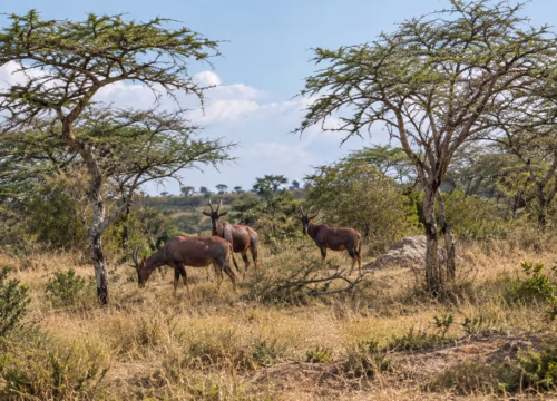4 Day Uganda Gorilla Trekking Safari