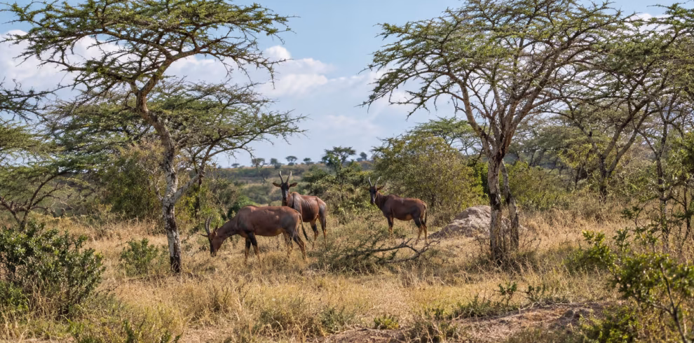 lake mburo safari