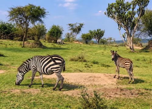 7-Day Uganda Gorilla and Wildlife Safari