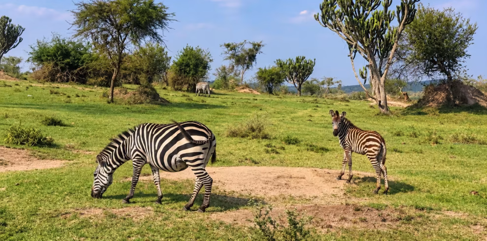 lake mburo walking safaris